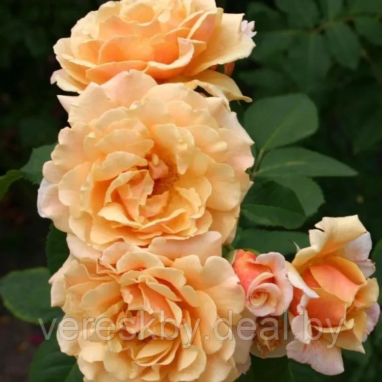 Роза кустовая Карамелла (Caramella) - фото 1 - id-p197172352
