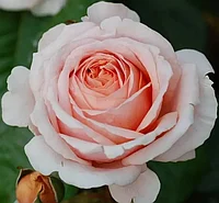 Роза чайно-гибридная Антико Аморе (Antico Amore)