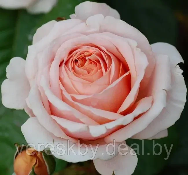Роза чайно-гибридная Антико Аморе (Antico Amore) - фото 1 - id-p195499454