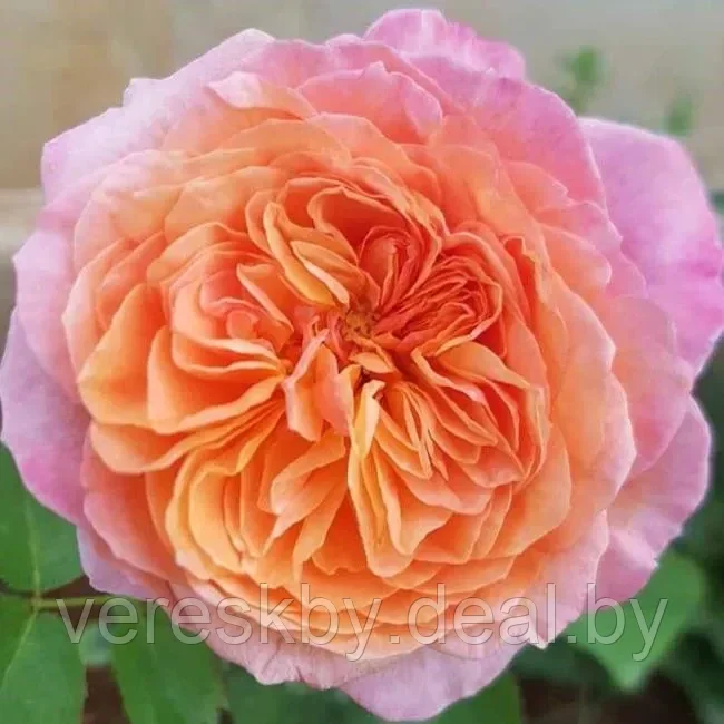 Розы чайно-гибридная Викториан Сикрет (Rose Tea Hybrid Victorian Secret) - фото 1 - id-p208164122