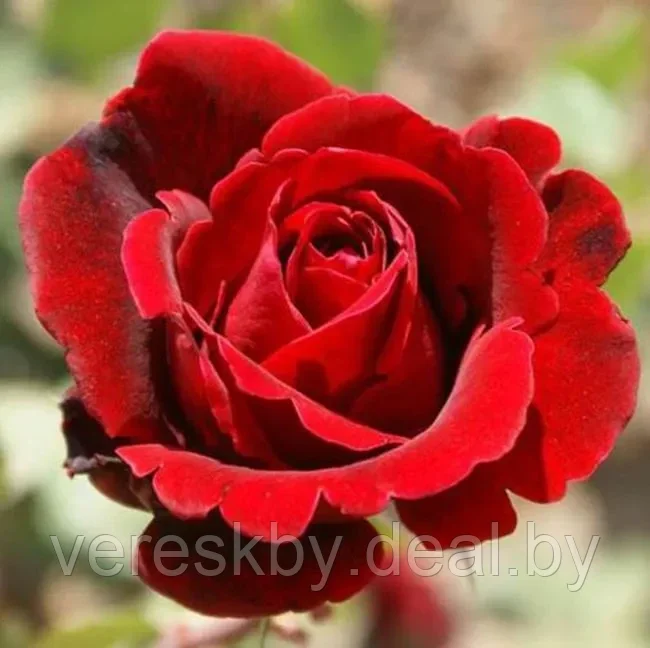 Роза плетистая Дон Жуан (Don Juan) - фото 1 - id-p224488608