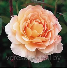 Роза английская Тамора (Tamora)