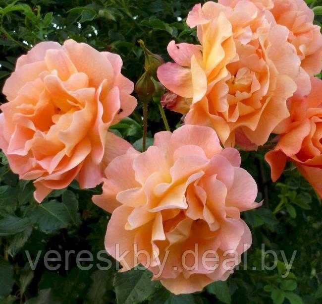 Роза плетистая персиковая Вестерленд (Westerland) - фото 1 - id-p197172424