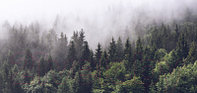 Фотообои листовые ФабрикаФресок Туманный лес / 196280