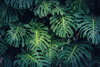 Фотообои листовые Vimala Листья монстеры