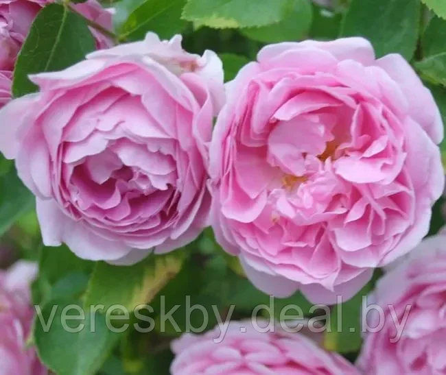 Роза английская Мери Роуз (Mary Rose) - фото 1 - id-p195499598