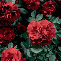 Картина Stamprint Красные розы АT040