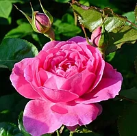 Роза кустовая Кельнер Флора (Kolner Flora)