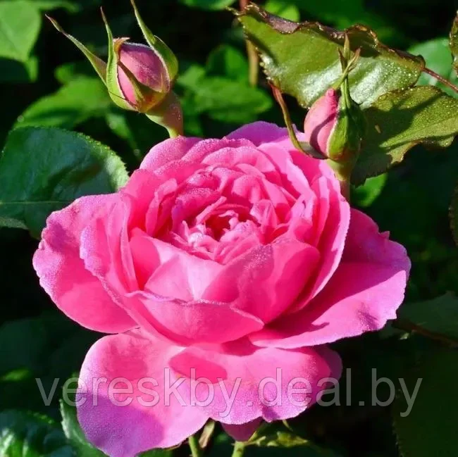 Роза кустовая Кельнер Флора (Kolner Flora) - фото 1 - id-p195499560