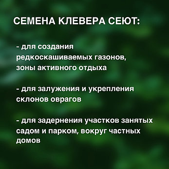 Клевер белый ползучий - семена, сорт Лифлекс (Дания), кг, фото 2