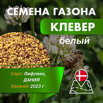 Клевер белый ползучий - семена, сорт Лифлекс (Дания), кг, фото 2