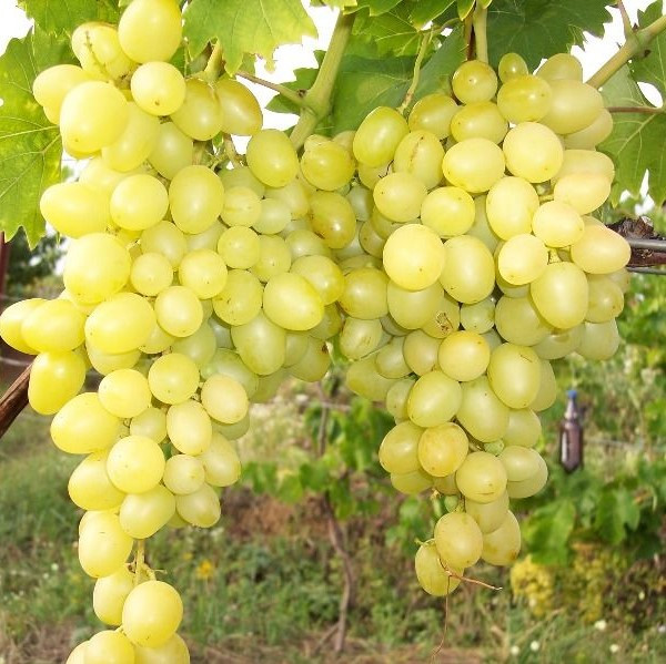 Виноград "Прима Украины" (Prima Ukrainy), С2
