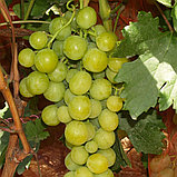 Виноград "Прима Украины" (Prima Ukrainy), С2, фото 2