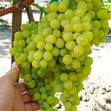 Виноград "Прима Украины" (Prima Ukrainy), С2, фото 3