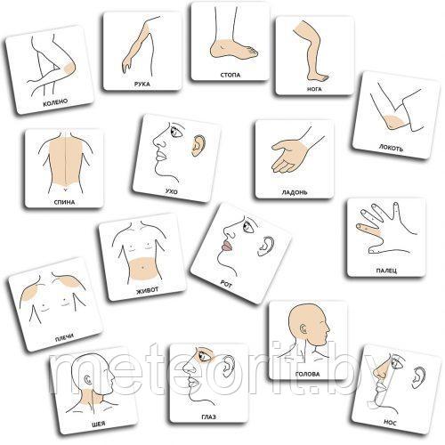 PECS карточки – Части тела 16 шт.