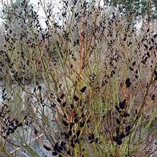 Ива тонкостолбиковая "Меланостахис" (Melanostachys), С3