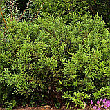 Ива тонкостолбиковая "Меланостахис" (Melanostachys), С3, фото 2