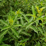 Ива тонкостолбиковая "Меланостахис" (Melanostachys), С3, фото 3