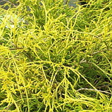 Кипарисовик горохоплодный "Филифера Ауреа" (Filifera Aurea), С5, фото 2