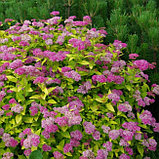 Спирея японская "Голден Принцесс" (Spiraea japonica 'Golden Princess') , С3, фото 2