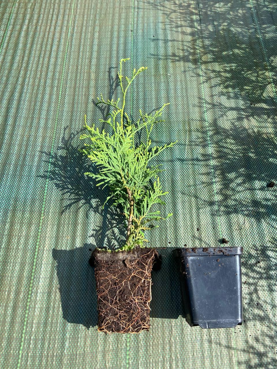 Саженцы Туи Брабант 15-25 см Р9 (горшок 9*9)