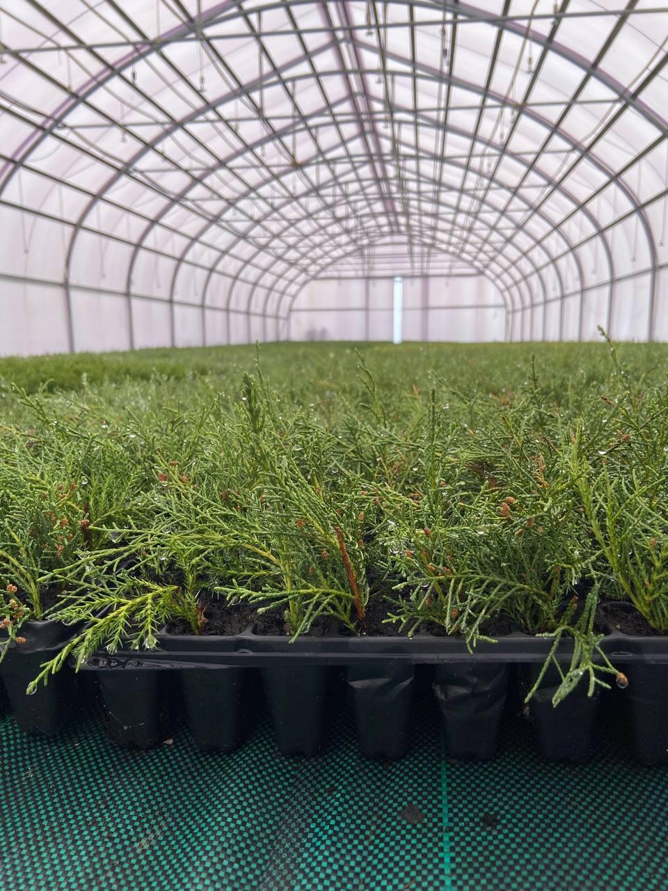 Саженцы Можжевельника Минт Джулеп средний Мультиплата 10-15 см