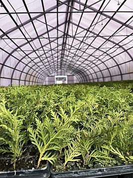 Саженцы Туи Брабант 10 см Мультиплата (10-15 см)