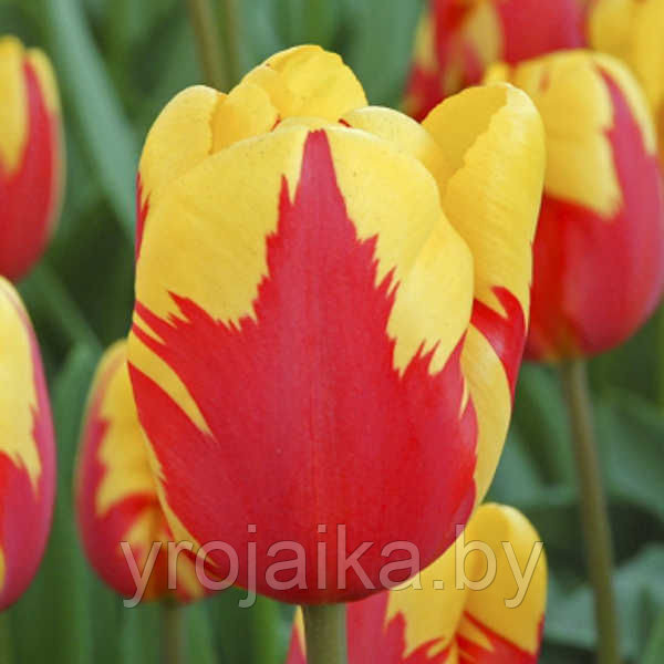 Тюльпан сорт Holland Queen - фото 2 - id-p33507390