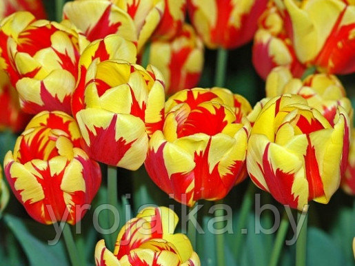 Тюльпан сорт Holland Queen - фото 3 - id-p33507390
