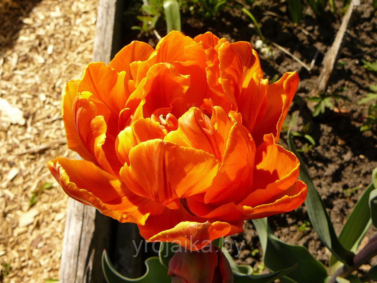 Тюльпан сорт Orange Princess - фото 1 - id-p33508252