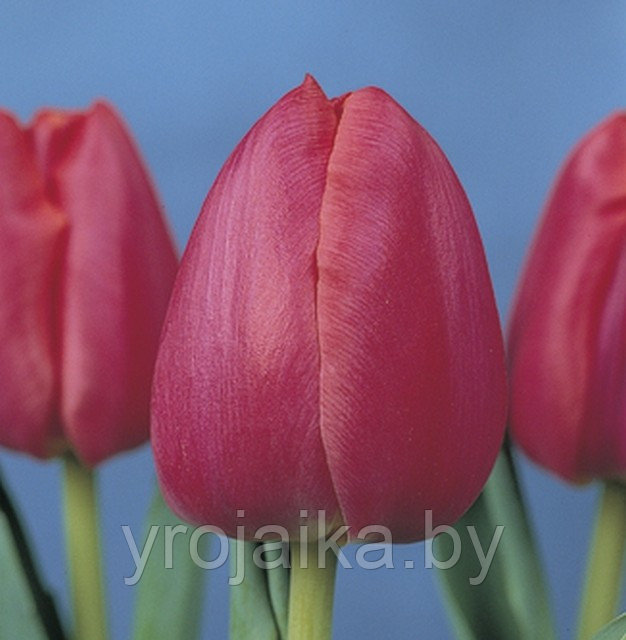 Тюльпан сорт Primavera - фото 1 - id-p33508300