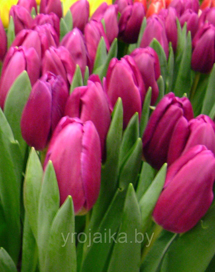 Тюльпан сорт Primavera - фото 2 - id-p33508300