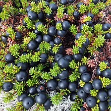 Водяника чёрная / шикша "Бернштейн" (Bernstein), С2