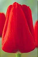Тюльпан сорт Red Power