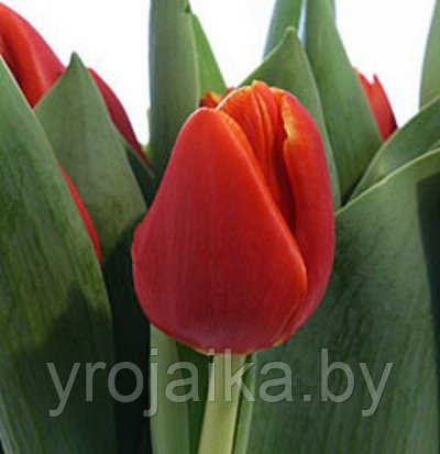 Тюльпан сорт Verandi - фото 1 - id-p33509270