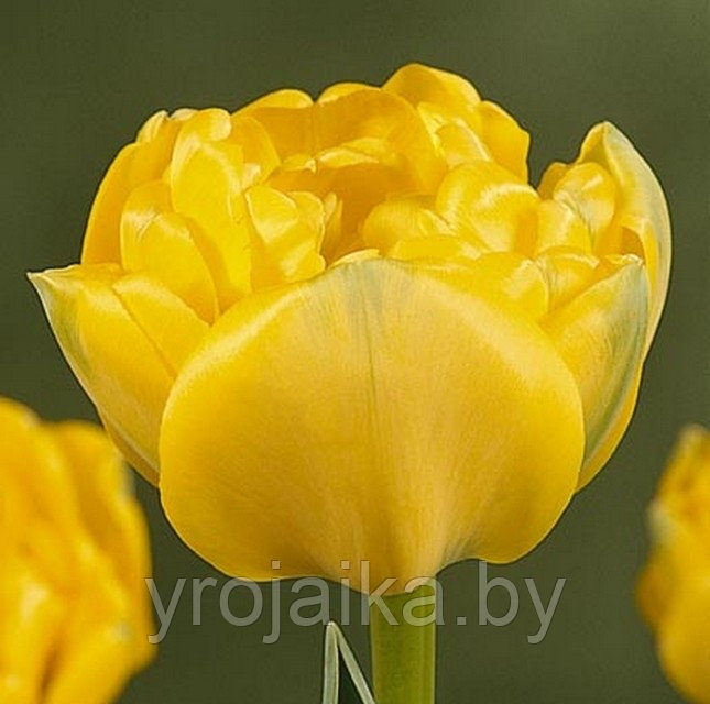 Тюльпан сорт Yellow Pomponette: продажа, цена в Минске. Живые цветы и ...