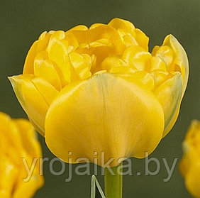 Тюльпан сорт Yellow Pomponette