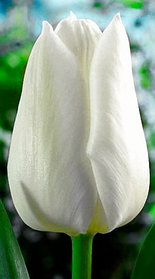 Тюльпан сорт Agrass White