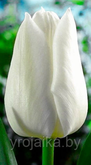 Тюльпан сорт Agrass White - фото 1 - id-p33509558