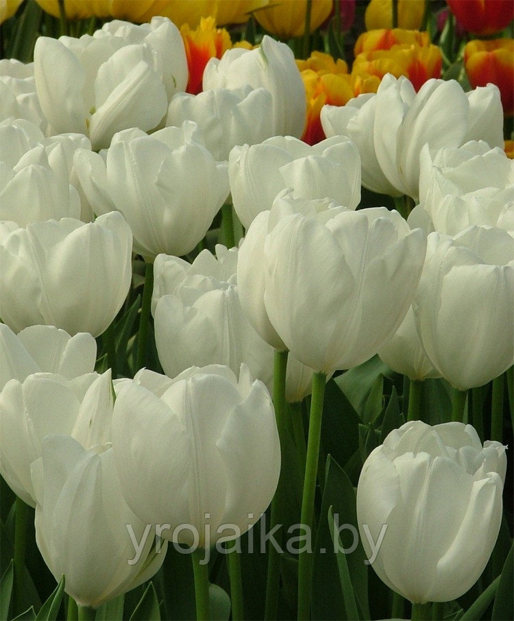 Тюльпан сорт Agrass White - фото 2 - id-p33509558