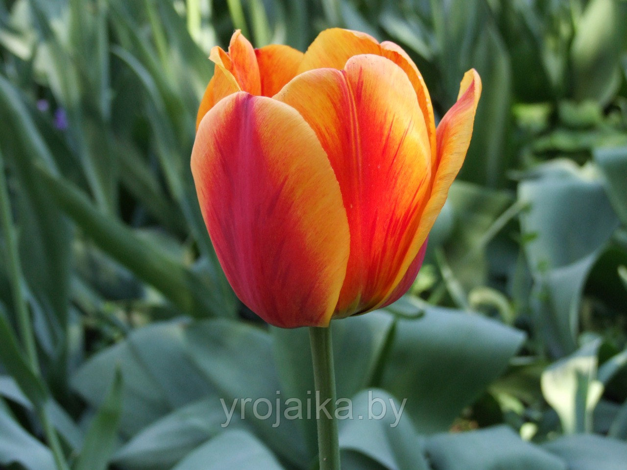 Тюльпан сорт Apeldoorn - фото 1 - id-p33509807
