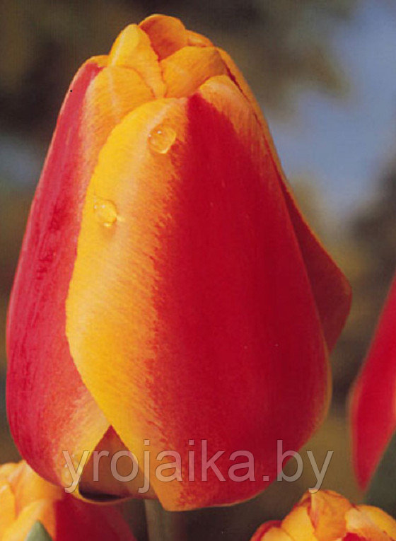 Тюльпан сорт Apeldoorn - фото 2 - id-p33509807