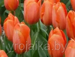 Тюльпан сорт Darwi Orange - фото 1 - id-p33510107