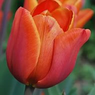 Тюльпан сорт Darwi Orange - фото 2 - id-p33510107