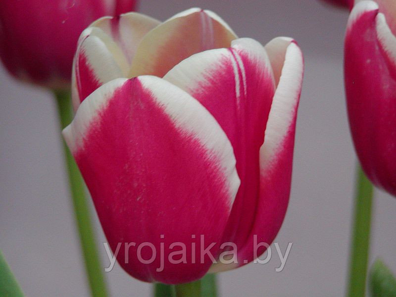 Тюльпан сорт Horizon - фото 2 - id-p33510412