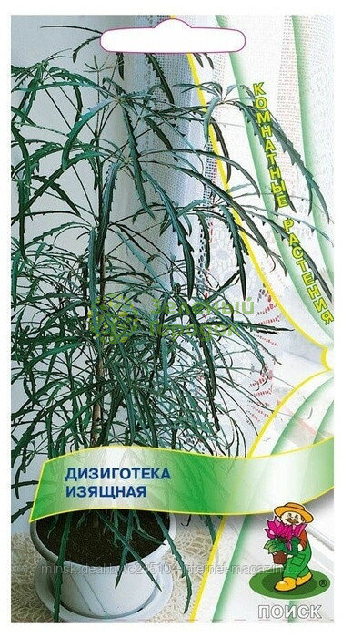 Дизиготека изящная (ЦВ) 5шт
