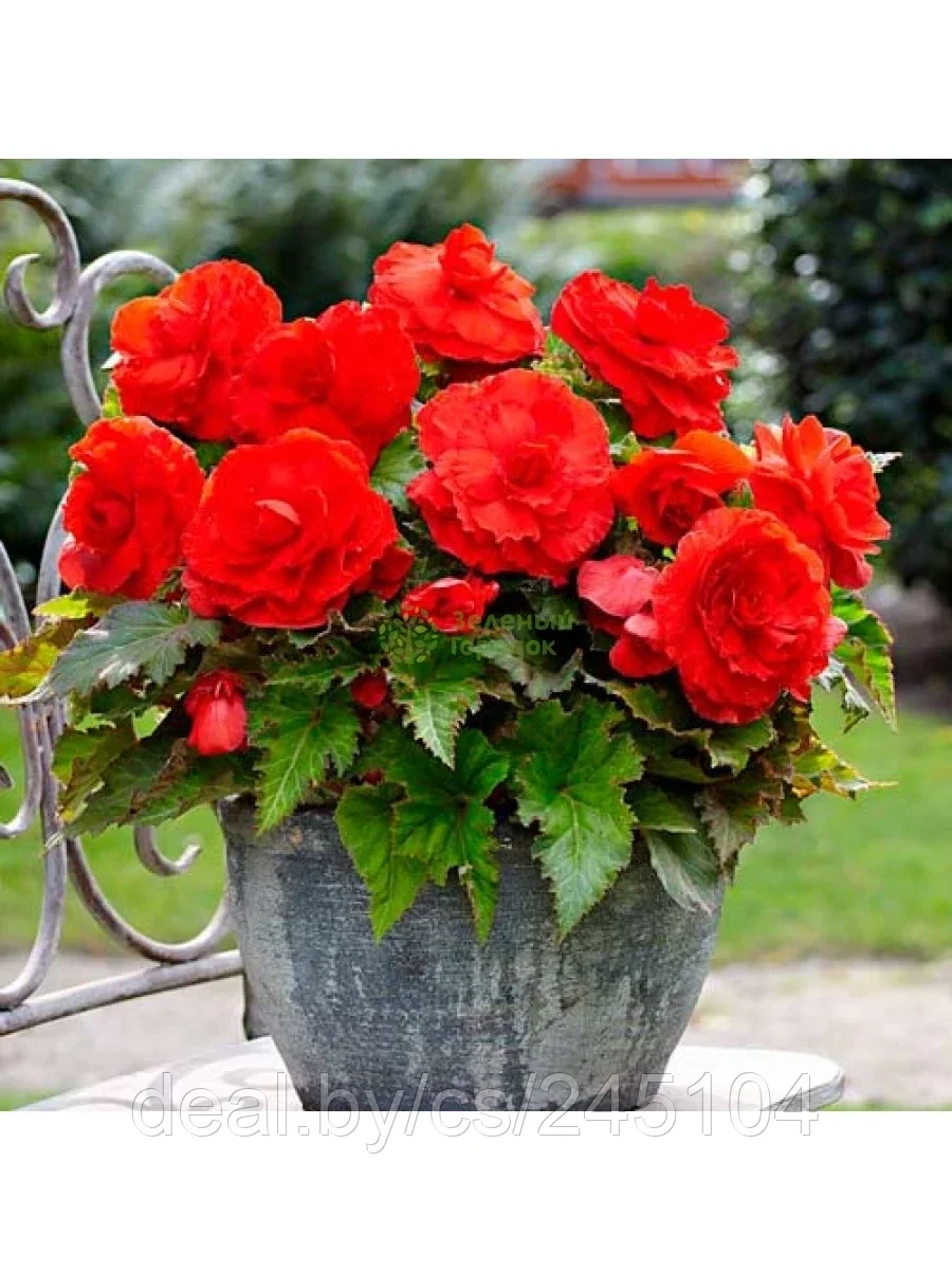 Бегония Double Dark Red х2 шт р.5/6 (луковица)
