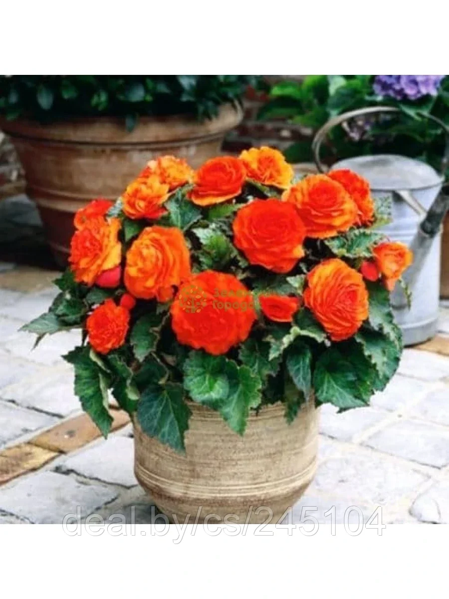 Бегония Double Orange х2шт р.5/6 (луковица)