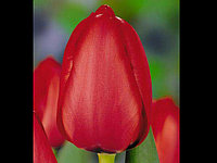 Тюльпан сорт Red Impression