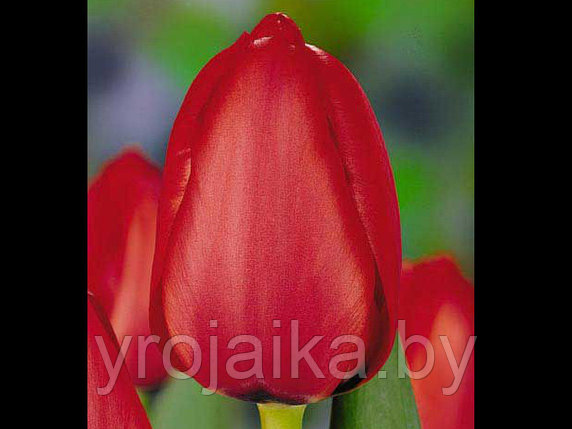 Тюльпан сорт Red Impression , фото 2